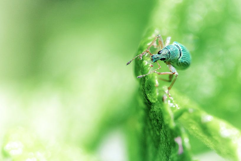 Weevil von Cho Tang