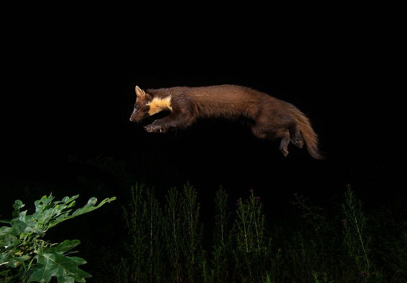 Springender Baummarder von Harry Punter