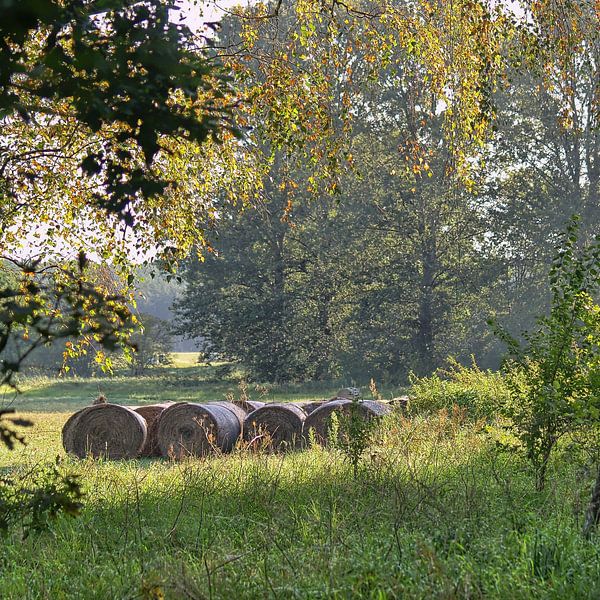 Brandenburg bei Oderin par Peter Morgenroth