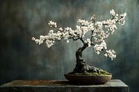 Almond blossom bonsai tree