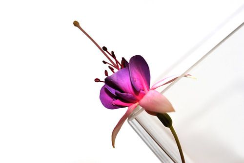 Graphik Fuchsia