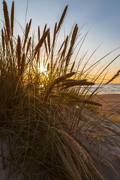 Dune herbe sur Peter Leenen