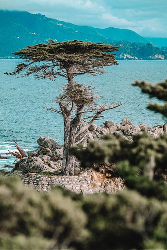 Lone Cypress 17 Mijl Drive