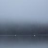Lonely Swans in a moody setting, swedsih coast by Shotz by Mindy