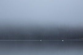Lonely Swans in a moody setting, swedsih coast by Shotz by Mindy