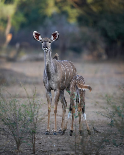 Kudu with calf