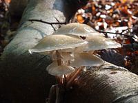Paddenstoelen