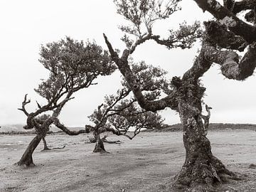 Dancing trees von Michael Schulz-Dostal