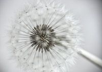 highkey dandelion