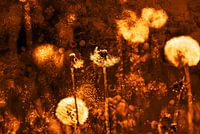 Cosmic Dandelion