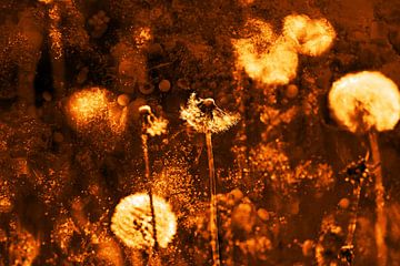 Cosmic Dandelion by Die Farbenfluesterin