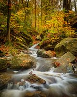 Herfst in de Belgische Ardennen