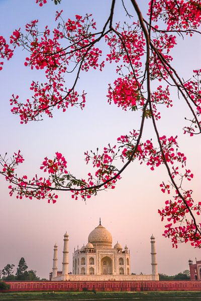 Taj Mahal by Hello Pompoyo