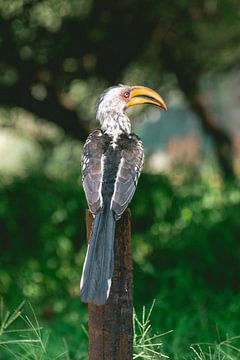 Hornbill | Travel Photography | South Africa by Sanne Dost