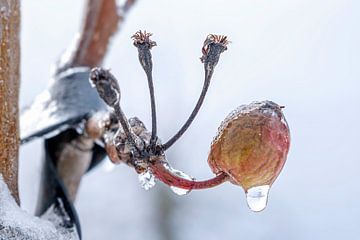 Macrofotografie 