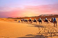Kameel caravan trekt door de Sahara woestijn in Marokko bij zonsondergang