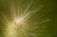 Bloem 3