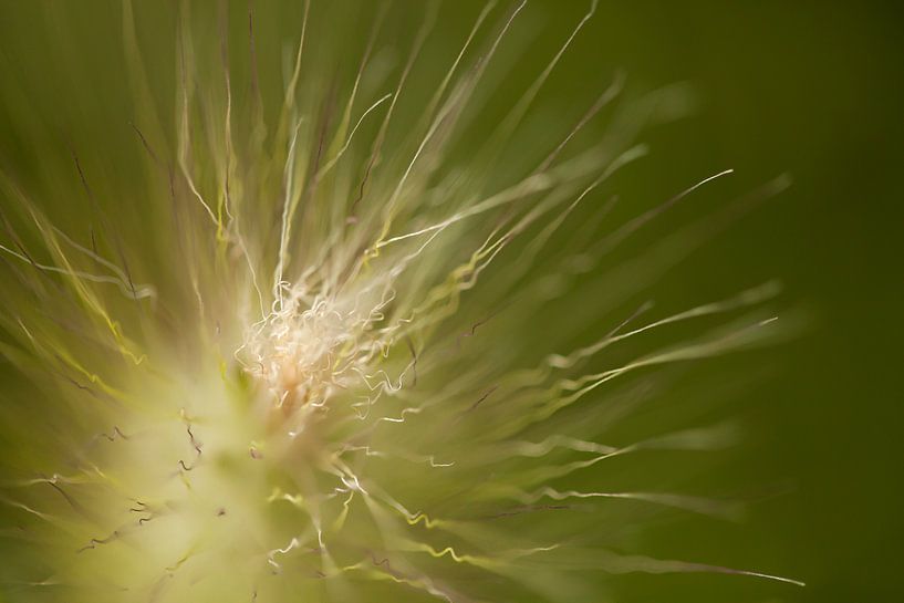 Flower 3 by Esther Erkelens