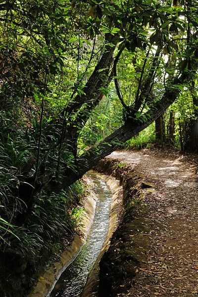 Levada auf Madeira von Ingo Laue