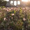Fleurs en fleurs à l'arc de triomphe du Parc du Cinquantenaire à Bruxelles sur Jochem Oomen