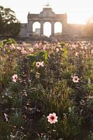 Bloemen in bloei aan de triomfboog van het Jubelpark in Brussel