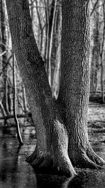 Zwei Baumfüße im Weiher von Flatfield