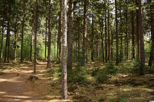 Forêt de pins
