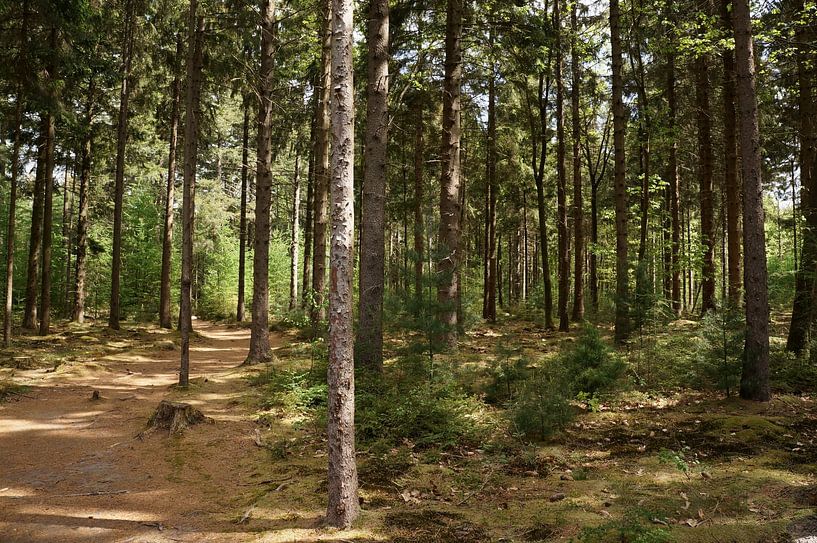 Dennenbos van Madeltijntje