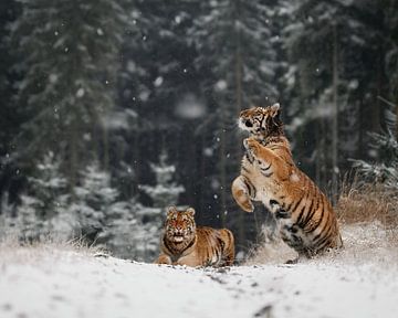 Het sneeuwt, Michaela Firesova