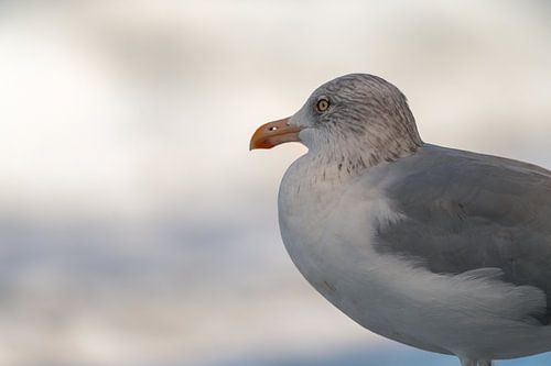 Seagull on the Baltic Sea beach in Fischland Zingst Darß, Mecklenburg-Western Pomerania