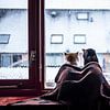 Katzen in einer Decke vor dem Fenster im Schnee von Felicity Berkleef