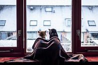 Katten in een deken voor het raam tijdens de sneeuw van Felicity Berkleef thumbnail