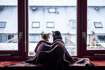 Katzen in einer Decke vor dem Fenster im Schnee