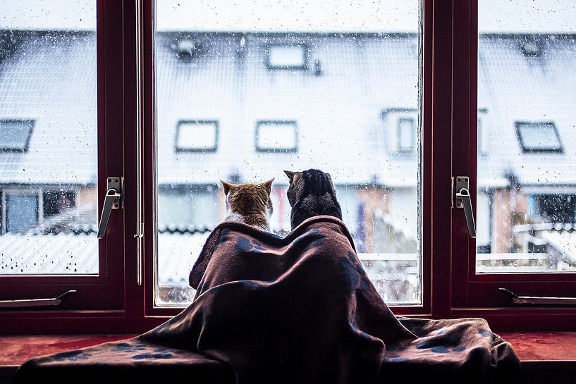 Katten in een deken voor het raam tijdens de sneeuw van Felicity Berkleef