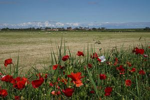 Mohnblumen Texel 