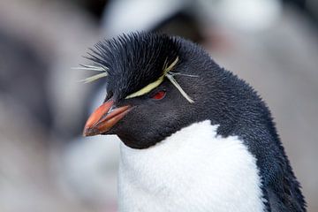Rockhopper Penguin by Angelika Stern