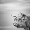 Scottish Highlander in black and white by Nicky Kapel