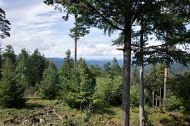 Vue des montagnes à travers la forêt sur Daismade
