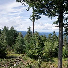 Uitzicht op door het bos op de bergen van Madelief Dekker