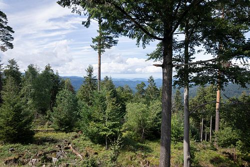 Blick auf die Berge durch den Wald