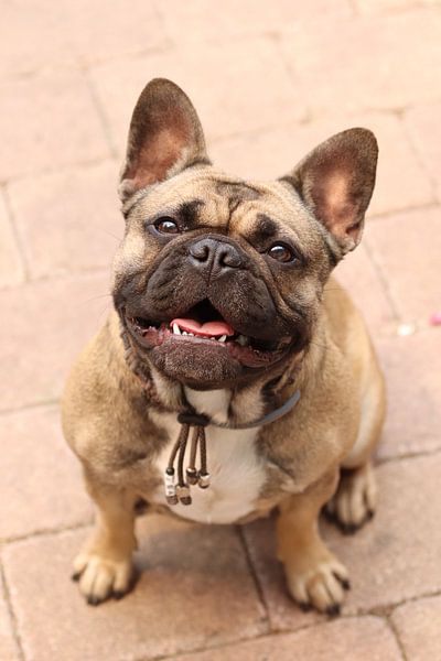 french bulldog by Mike Scheper