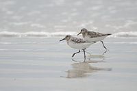 Strandlopers