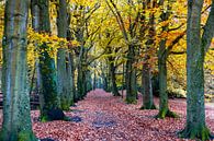 Autumn forest path by vincentdevriesfoto.nl thumbnail