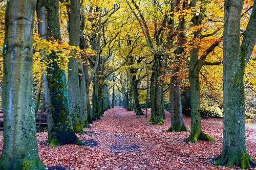 Autumn forest path