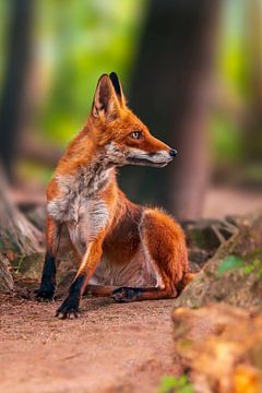 Rotfuchs sitzt im Frühling in einem grünen Wald von Mario Plechaty Photography