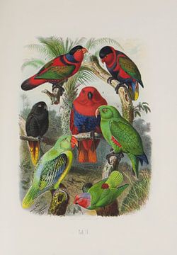 Parrots, Anton Reichenow by Teylers Museum