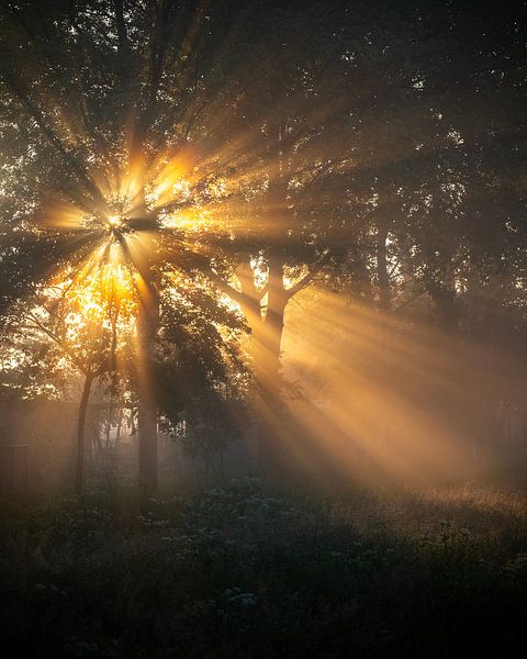 Whispers of Light by Amsterdam Pixels