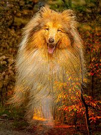 Lassie, Collie, an Ort und Stelle. von jack schepers