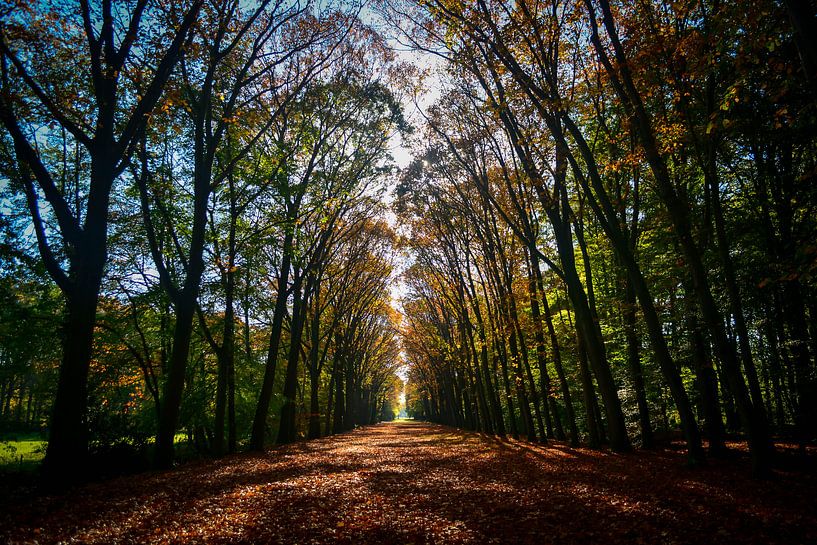 Herfstachtig pad par Victor Droogh