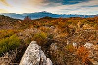 Wild nature at Col de Roc Jalère, Eastern Pyrenees